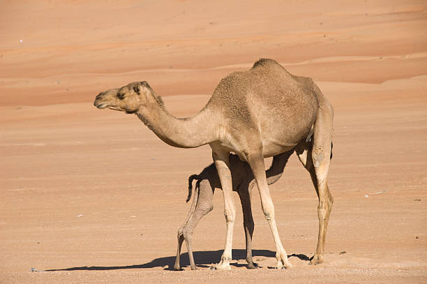 istock newborn camel drinking at his mom in the desert 182429471