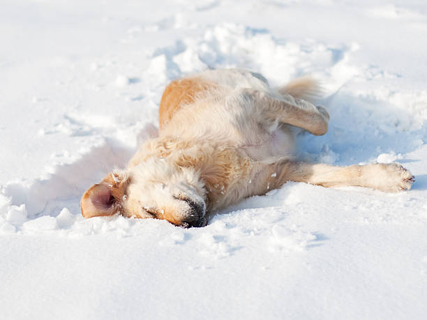 遊び心のあるゴールドレトリバーの雪 - 犬　雪 ストックフォトと画像