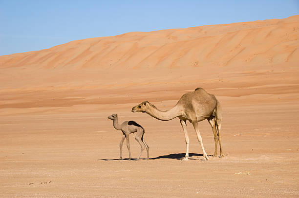 istock two camels in the desert, mom and newborn 182429562