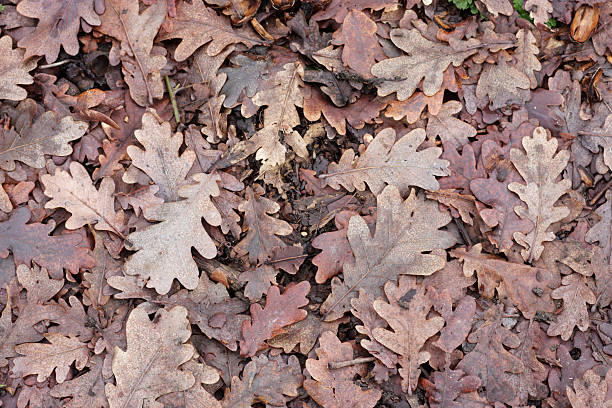 istock Brown oak leaf litter in winter 182429758