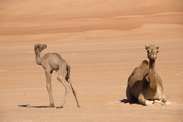 istock two camels in the desert, mom and newborn 182430272