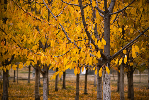 Autumn colours of the trees located in Khyber village Gojal Hunza Valley
