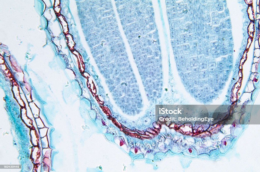 Germination de mostaza - Foto de stock de ADN libre de derechos