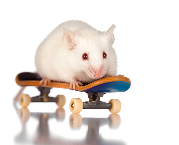 60+ Cute Mouse Riding Bicycle Stock Photos, Pictures & Royalty-Free