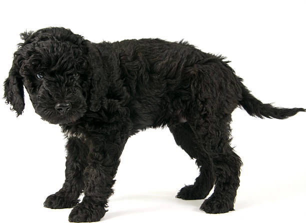 istock Barbet Puppy 182430715