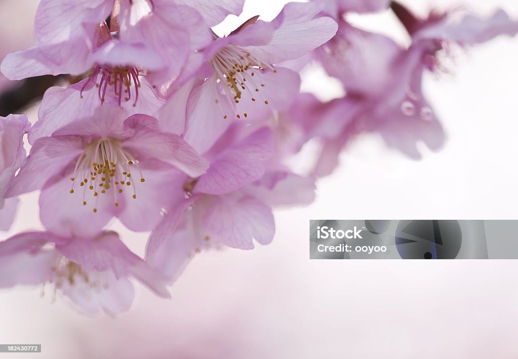 桜の花 - まぶしいのロイヤリティフリーストックフォト