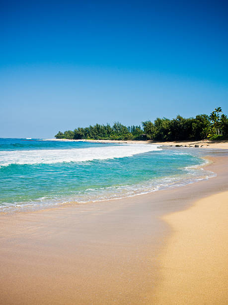 Vintage 1970s film photograph of Lumaha'i beach and ocean through lush greenery on the tropical island of Kauai, Hawaii.