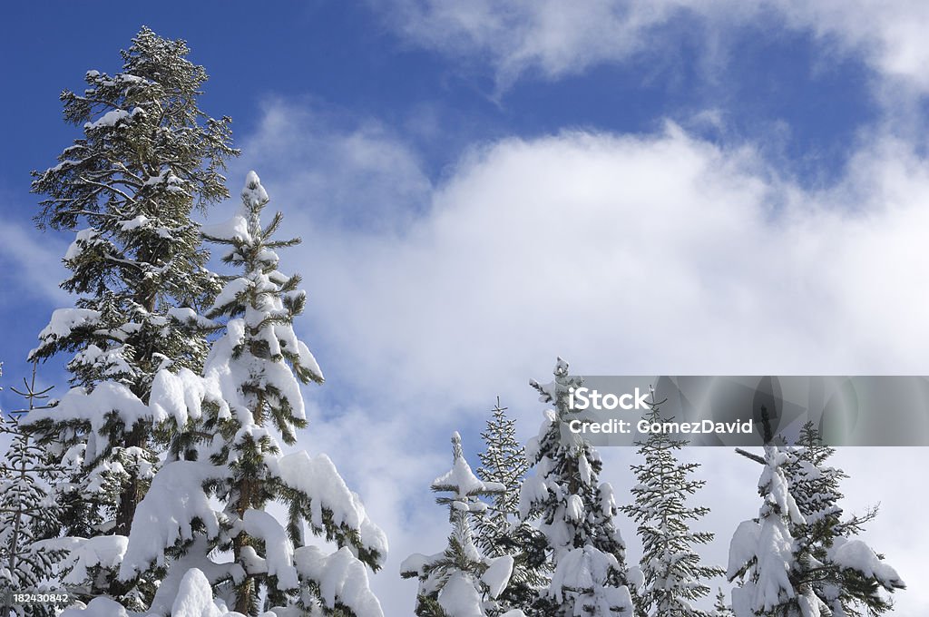 Pine Trees après une récente tempête de neige - Photo de Arbre libre de droits