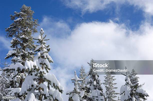 Photo libre de droit de Pine Trees Après Une Récente Tempête De Neige banque d'images et plus d'images libres de droit de Arbre - Arbre, Beauté de la nature, Blanc