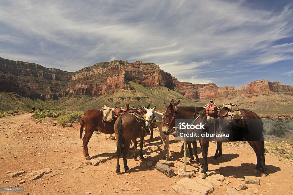 Pantoletten sich im Grand Canyon 1 - Lizenzfrei Grand Canyon Stock-Foto