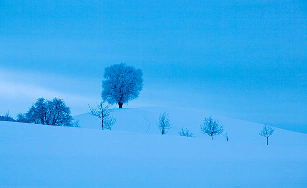 árboles de invierno - reclusion fotografías e imágenes de stock