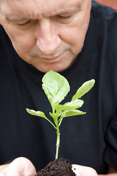 mãos de homem copos de novo crescimento de planta - uprooted vertical leaf root imagens e fotografias de stock