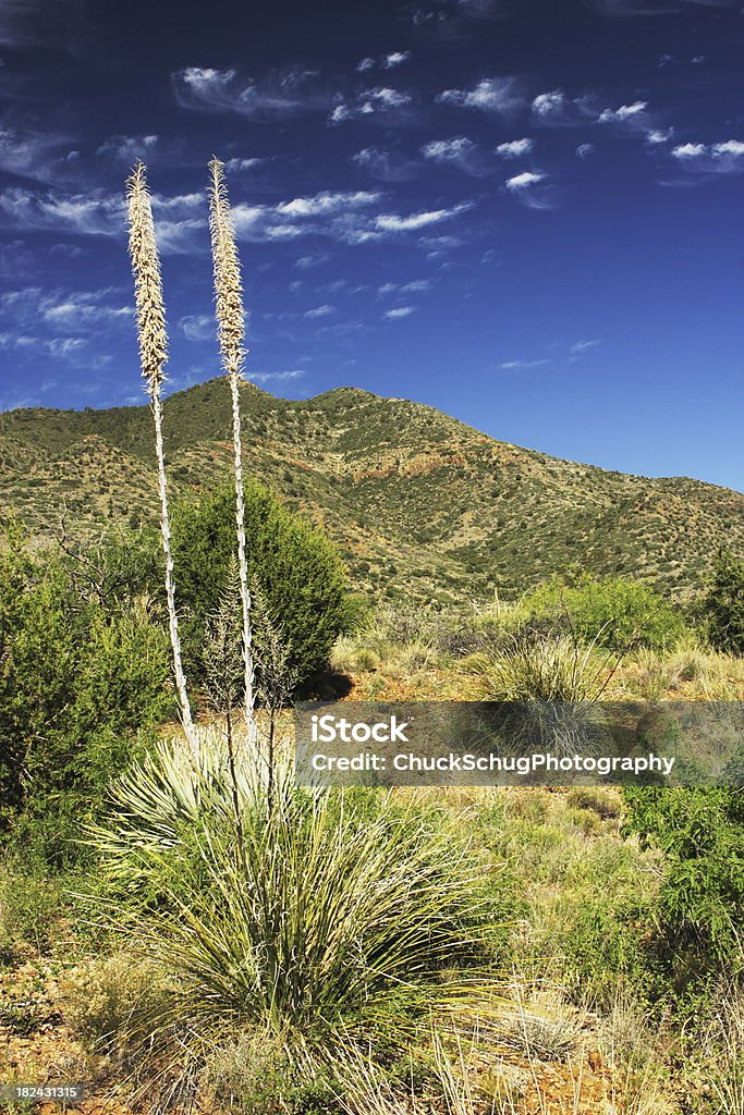 Banana Yucca baccata Desert Landscape "Cobalt sky with wispy cirrus clouds above Banana Yucca plant desert landscape.  Tonto National Forest, Arizona, 2009." Banana Yucca Stock Photo