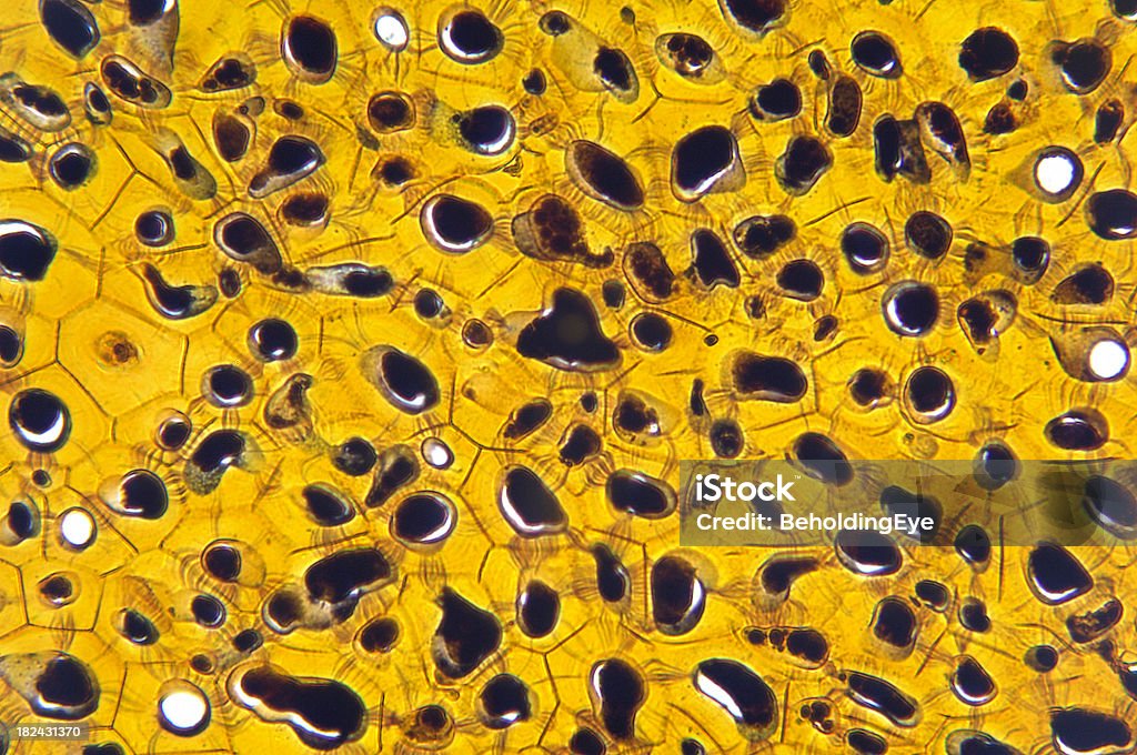 Plasmodesma Plant Cytoplasm "Microscopic photo of a professionally prepared slide demonstrating the cellular structure of the object.NOTE: Shallow DOF, uneven focus and chromatic aberration are inherent in microscopy, and what appears as dust is actually in the sample.See all my" Abstract Stock Photo