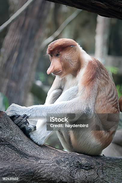 코주부원숭이 Nasalis Larvatus 긴 주둥이에 대한 스톡 사진 및 기타 이미지 - 긴 주둥이, 나무에 사는 동물, 동물