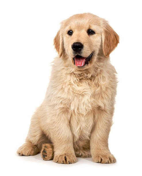 Cucciolo di Golden Retriever - foto stock