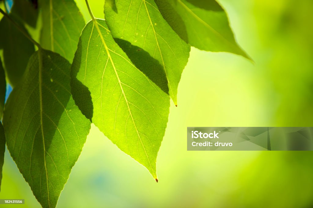 Close-up of fresh green Лифс - Стоковые фото Дерево роялти-фри