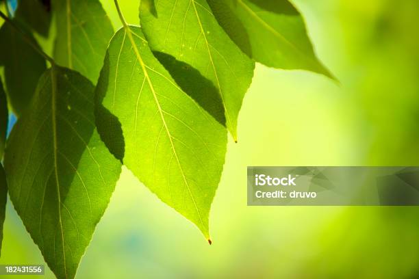 Closeup Of Fresh Green Лифс — стоковые фотографии и другие картинки Дерево - Дерево, Зелёный цвет, Абстрактный
