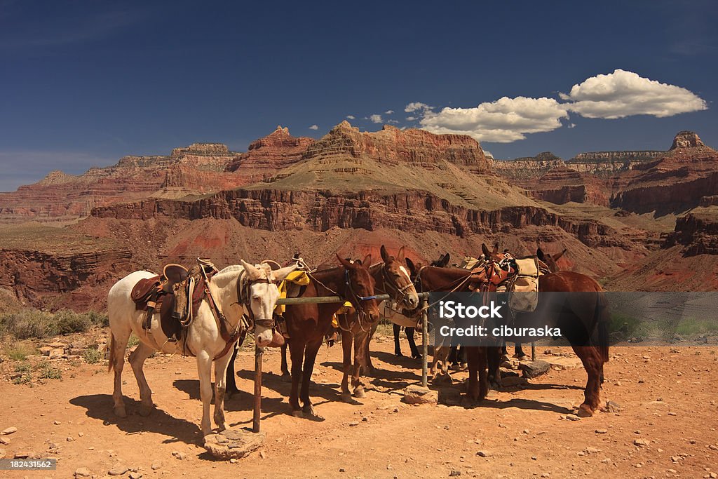 Muły odpoczywać w Grand Canyon 2 - Zbiór zdjęć royalty-free (Muł - Koniowate)