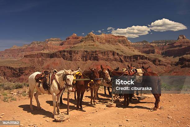 Muły Odpoczywać W Grand Canyon 2 - zdjęcia stockowe i więcej obrazów Muł - Koniowate - Muł - Koniowate, Dziki Zachód, Koń