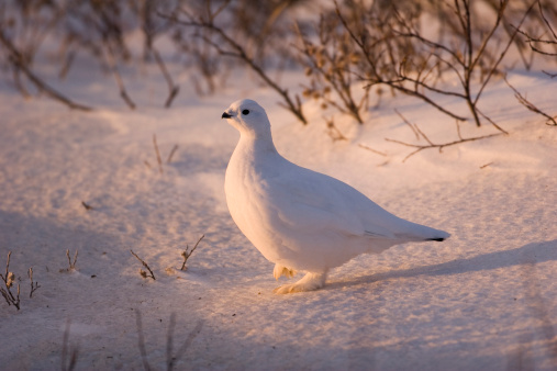 Ptarmigan in winter.