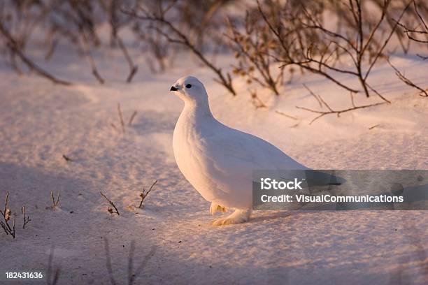 Whitetailed Ptarmigan Stock Photo - Download Image Now - Ptarmigan, White Color, Animal