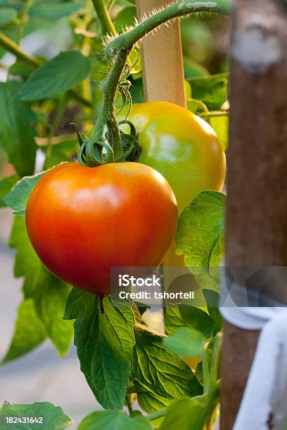 Photo libre de droit de Jeune Tomates Sur Une Plante Grimpante Et Vigne banque d'images et plus d'images libres de droit de Agriculture - Agriculture, Aliment, Aliment cru