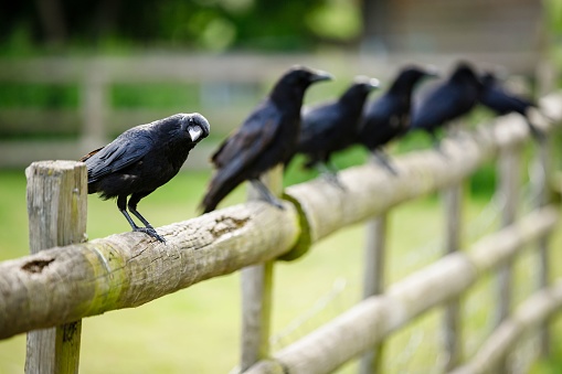 A closeup of black ravens perched on a wooden fence