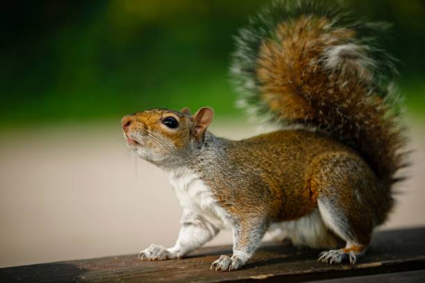 istock Closeup of a small, brown squirrel on a pillar 1824316875