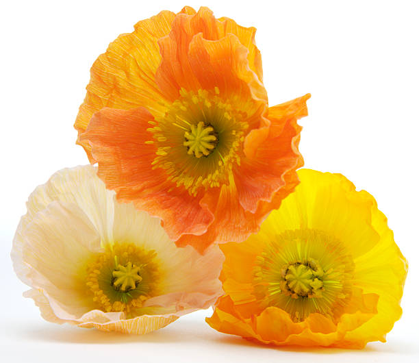 Corn poppy flowers in the garden.