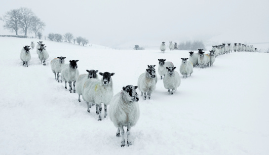 Winter Sheep in a V Formation in the Lake District