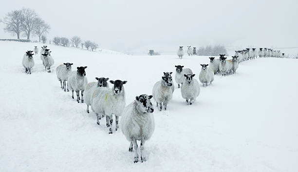 Winter Sheep V Formation stock photo