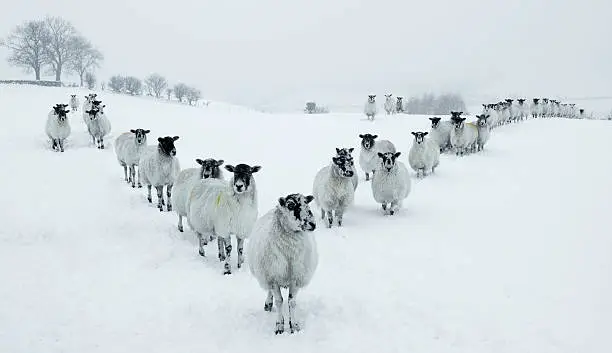 Photo of Winter Sheep V Formation