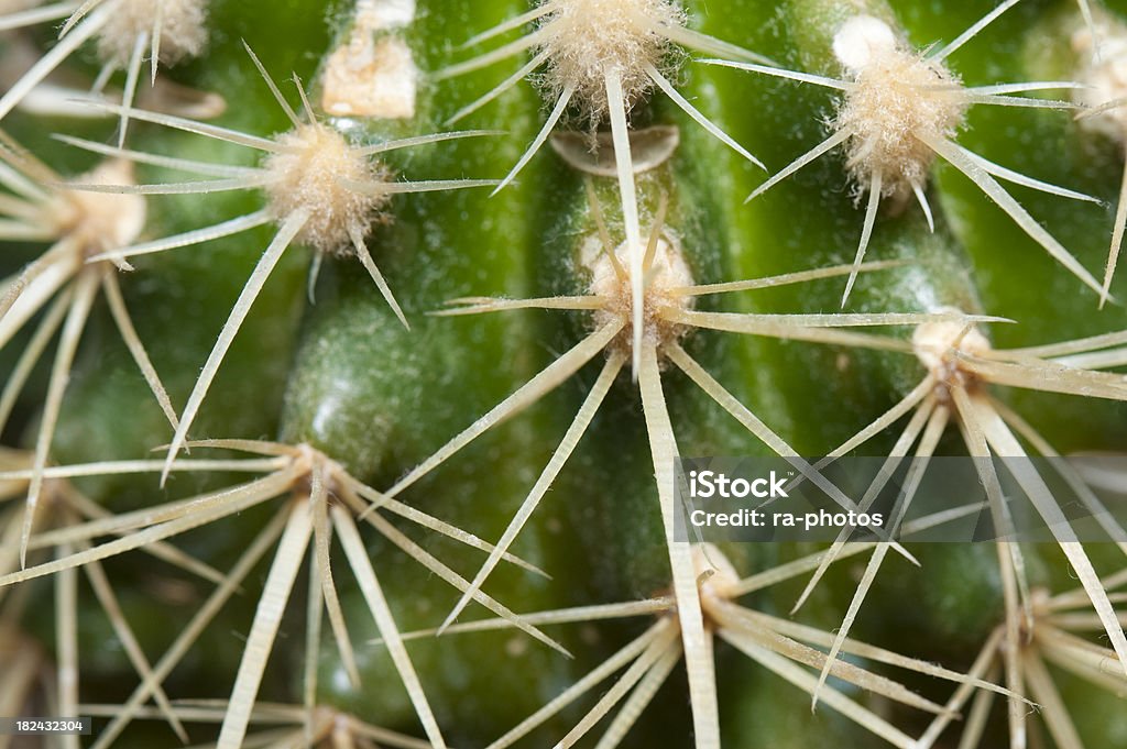 Espina de cactus - Foto de stock de Cactus libre de derechos