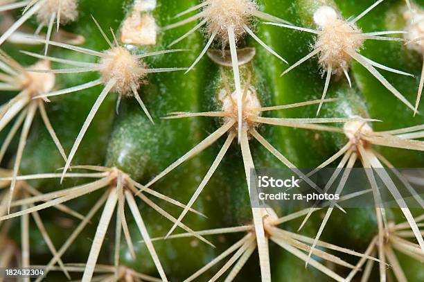 Photo libre de droit de Épine De Cactus banque d'images et plus d'images libres de droit de Cactus - Cactus, Couleur verte, Désert