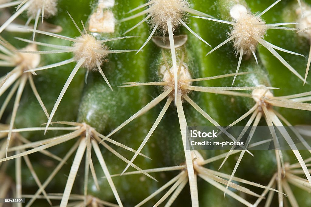 Spina delle piante di Cactus - Foto stock royalty-free di Appuntito