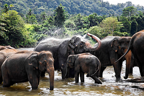 Asian elephant sprays water from trunk at bath time stock photo