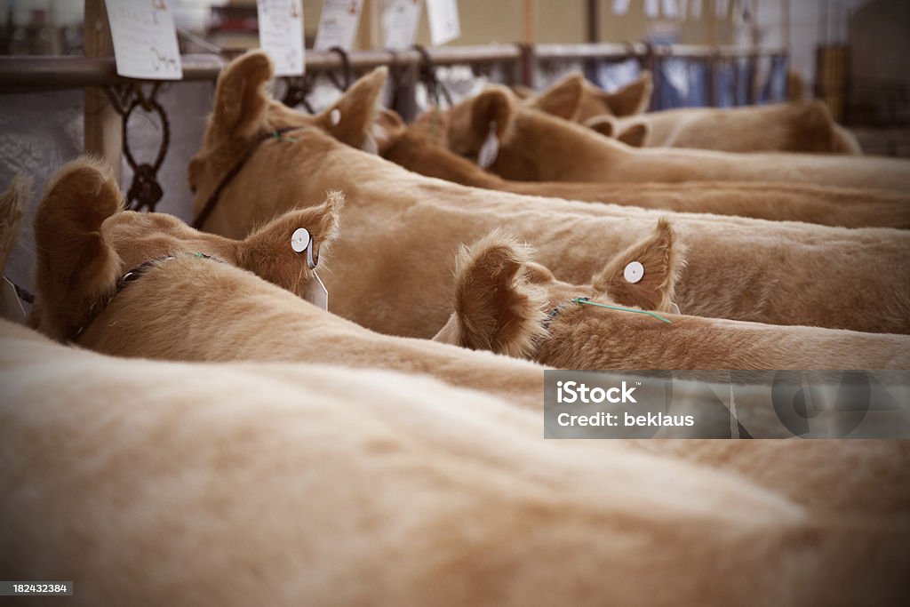 Cows wating in holding pen A large group of cows waiting to be auctioned. Agriculture Stock Photo