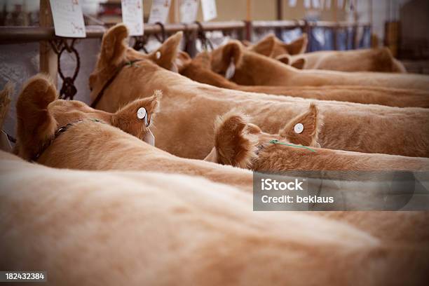 Cows Wating In Holding Pen Stock Photo - Download Image Now - Agriculture, Animal, Animal Markings