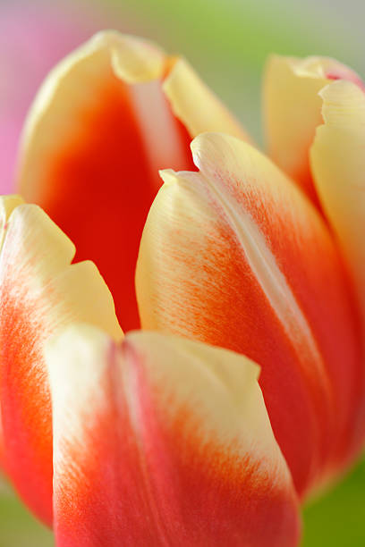 Abstract Colorful Tulips Close Up. Intentional Shallow depth of field for effect. Check out my portfolio for many more of this kind of technique.Just beautiful flowers to make your day!