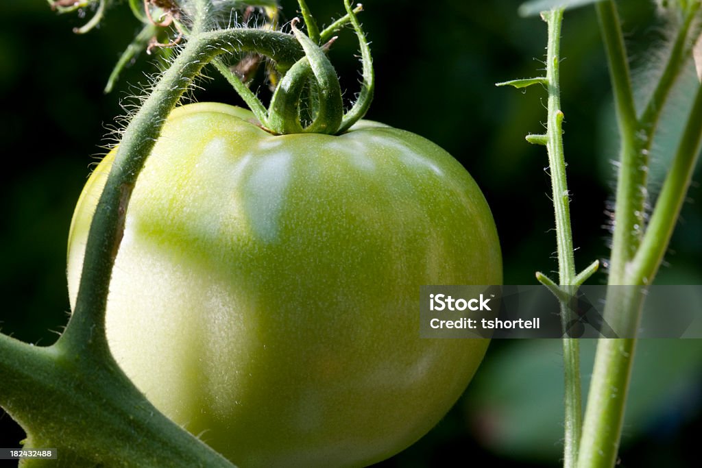 Tomate verde en Una parra - Foto de stock de Agricultura libre de derechos