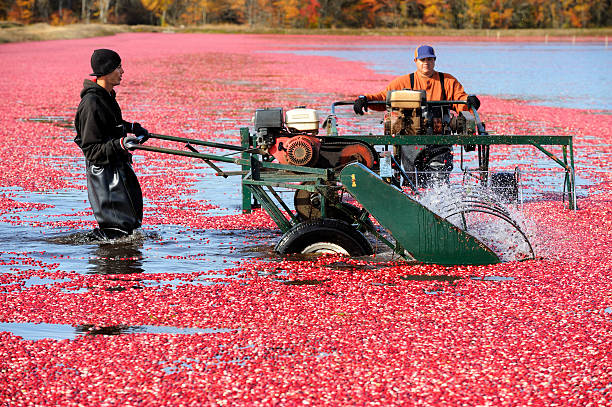 istock Cranberry Threshers in the Bog 182432513