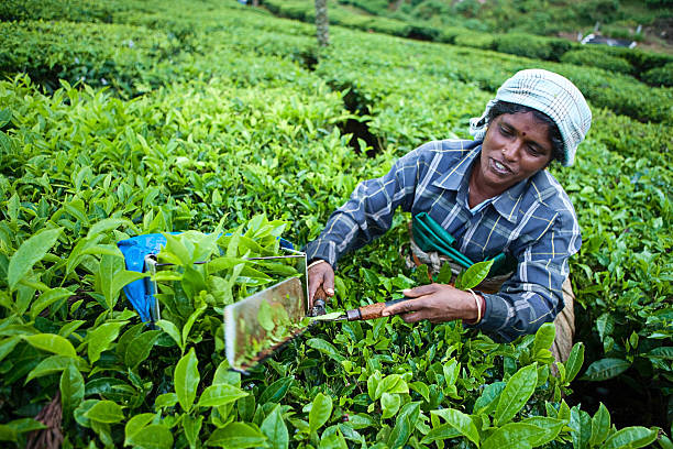 Tamil picker plucking tea leaves on plantation near Nuwara Eliya, Sri Lanka. Shot taken with Canon 5D mk III