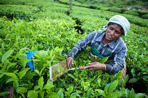 Tea growing in Southern India, Asia.http://bem.2be.pl/IS/tea_plantations_380.jpg