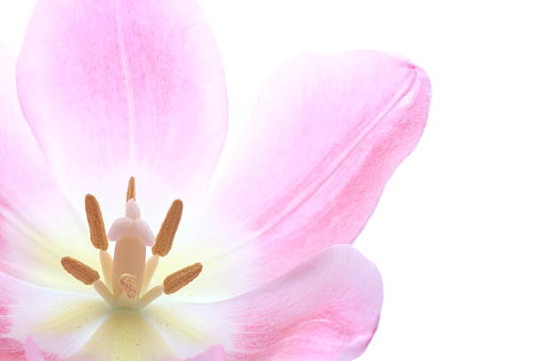 Spring Flowers Background
