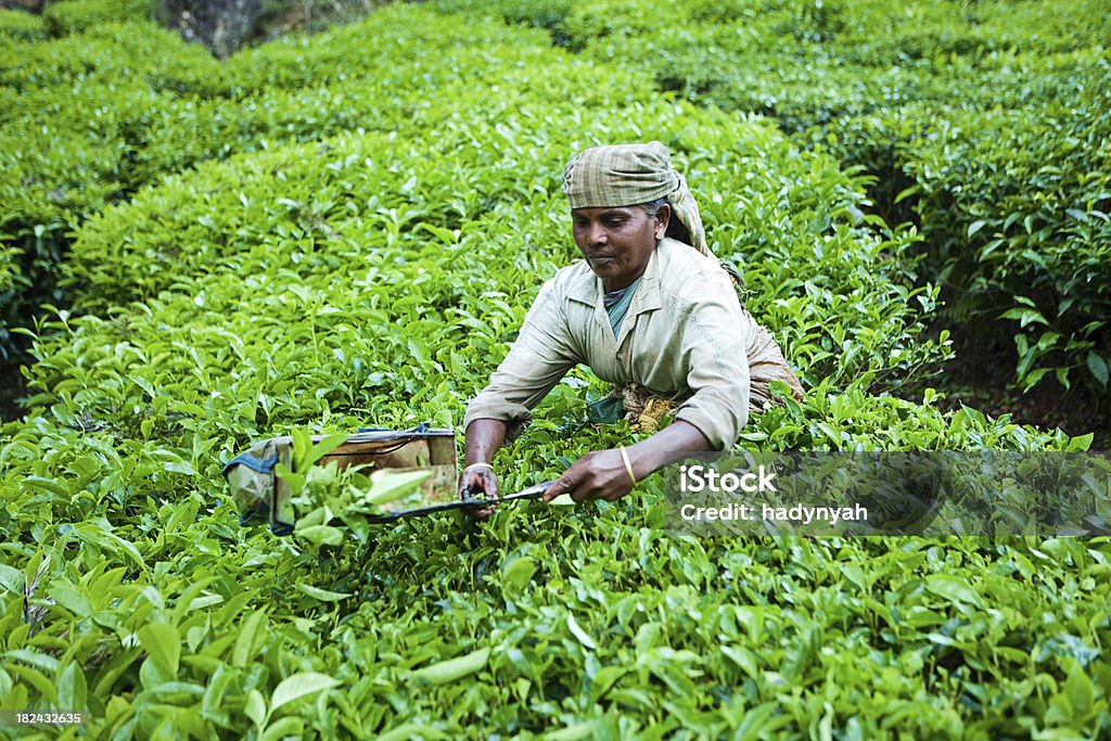 Frauen ernten Teeblätter - Lizenzfrei Teeblätter Stock-Foto