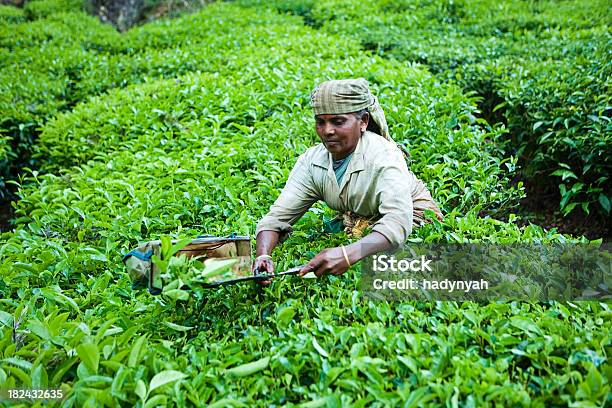 Frauen Ernten Teeblätter Stockfoto und mehr Bilder von Teeblätter - Teeblätter, Indien, Teepflanze