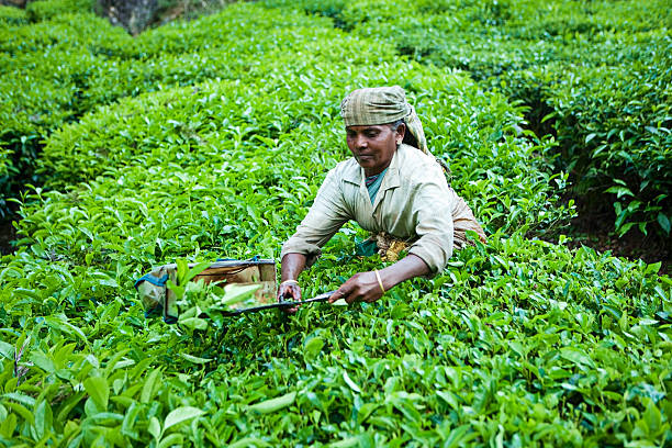 mulher colher folhas de chá - tea crop picking indian culture tea leaves imagens e fotografias de stock