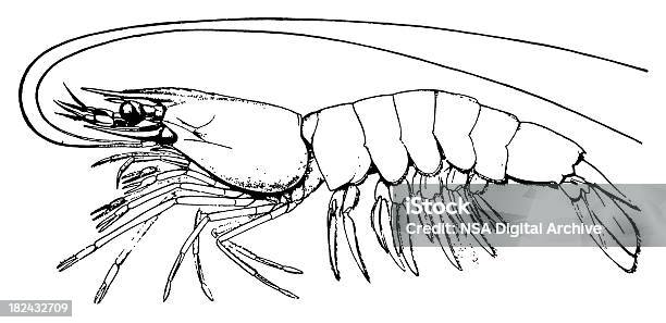 Vetores de Camarão Antigas Ilustrações De Animais e mais imagens de Camarão - Animal - Camarão - Animal, Preto e branco, Alto contraste