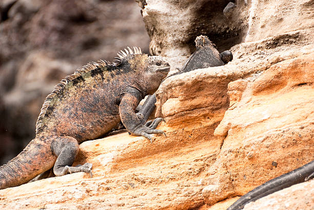 istock Male Iguana approaching female 182432764